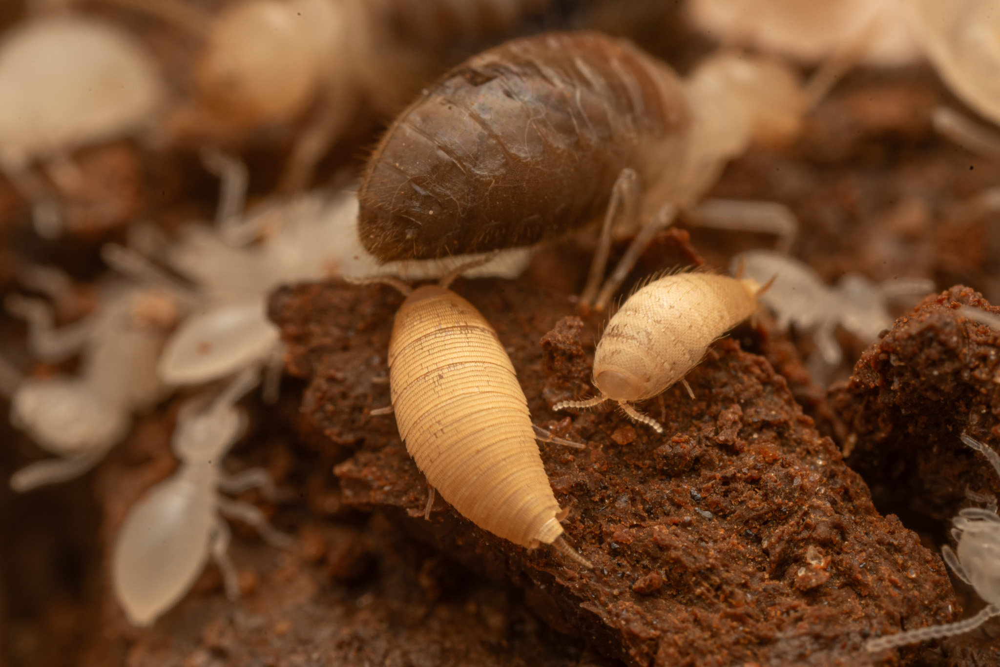 Other Termitophiles Insect Symbiosis Lab